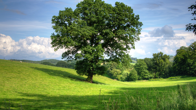 Green landscape